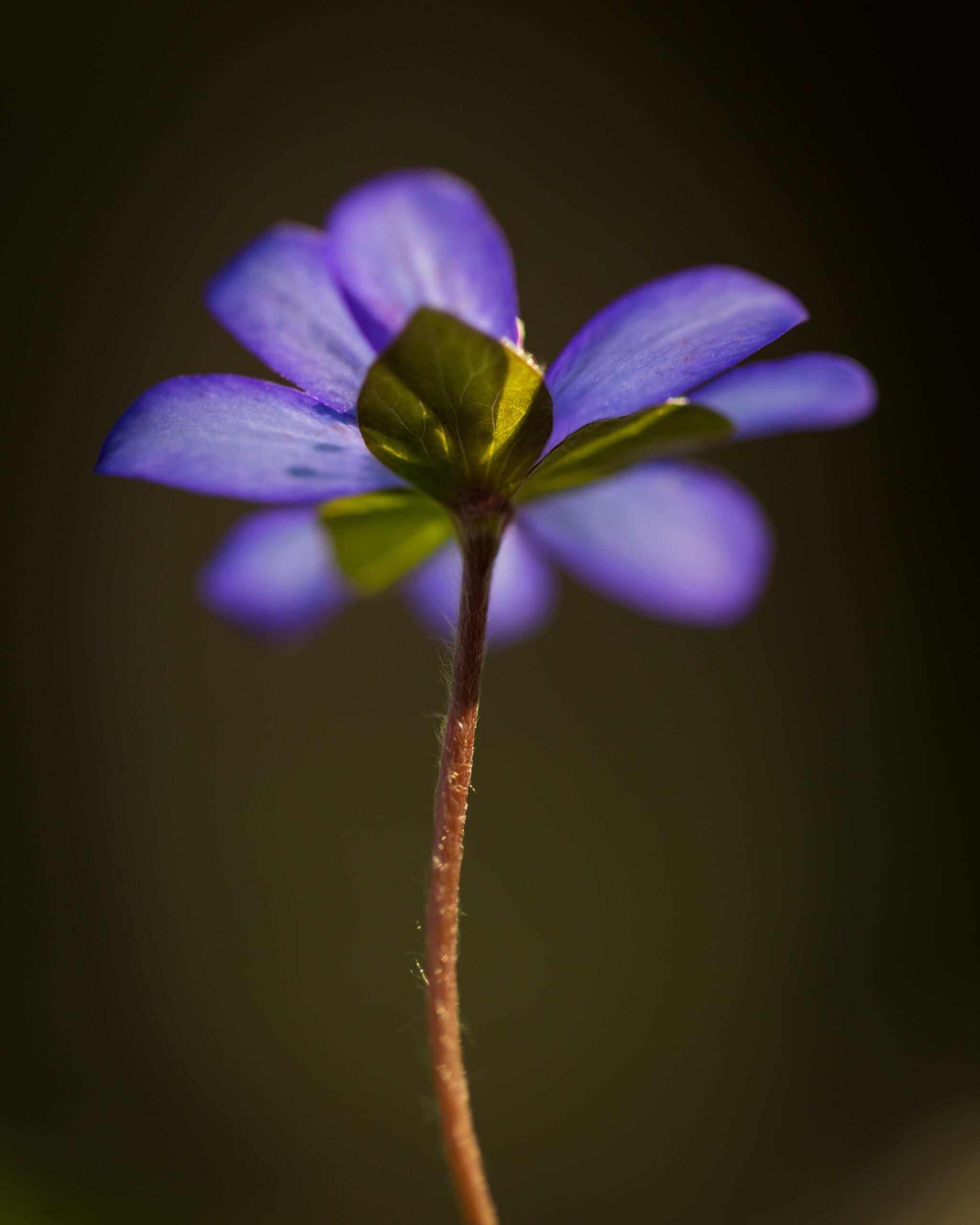 A delicate purple flower with bright green leaves emerges from a slender brown stem against a soft, blurred dark background. The image captures the essence of new growth and natural beauty with excellent macro photography detail and warm lighting. This serene, hopeful image would work well for posts about pediatric care, preventive health, wellness programs, or seasonal health topics, conveying themes of growth, nurturing, and new beginnings that align with family medicine values.